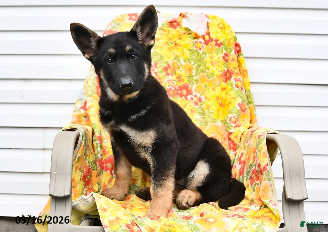German Shepherd dogs for sale: Jasmine - Ad 3