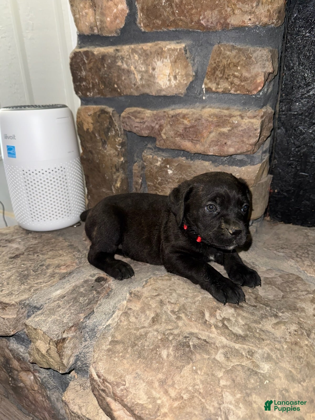 Cane Corso dogs for sale: PIP_Female - Ad 3