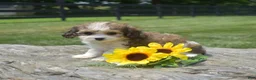 Cavachon dogs for sale: Minnie (Tiny) - Ad 5