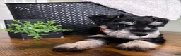 Miniature Schnauzer dogs for sale: Duke - Ad 12