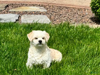 Lhasa Apso dogs Joey - Ad 13