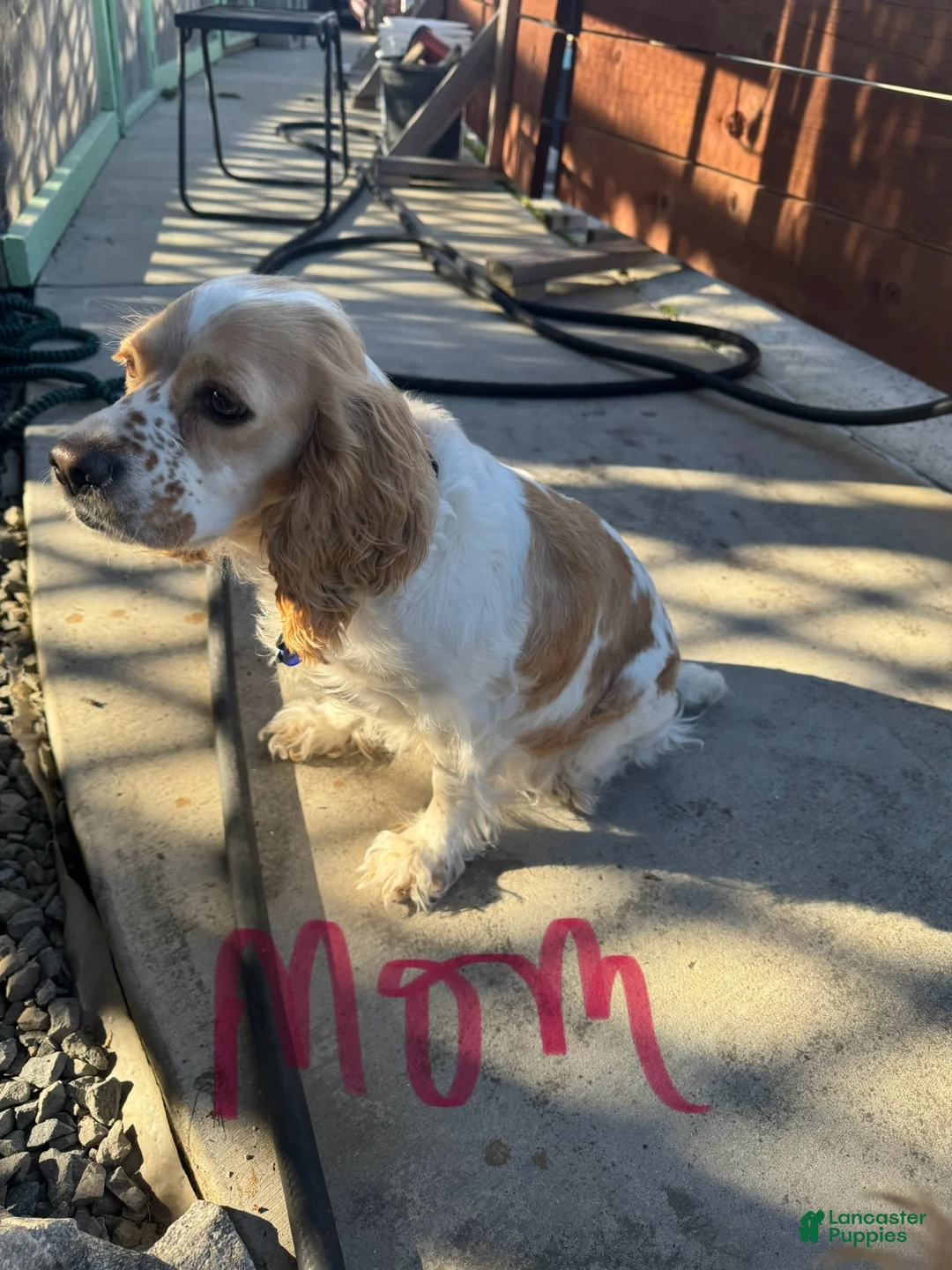 Cocker Spaniel dogs for sale: Cocker Spaniel 3 - Ad 3