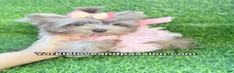 Yorkshire Terrier dogs for sale: Small black Merle female  - Ad 12
