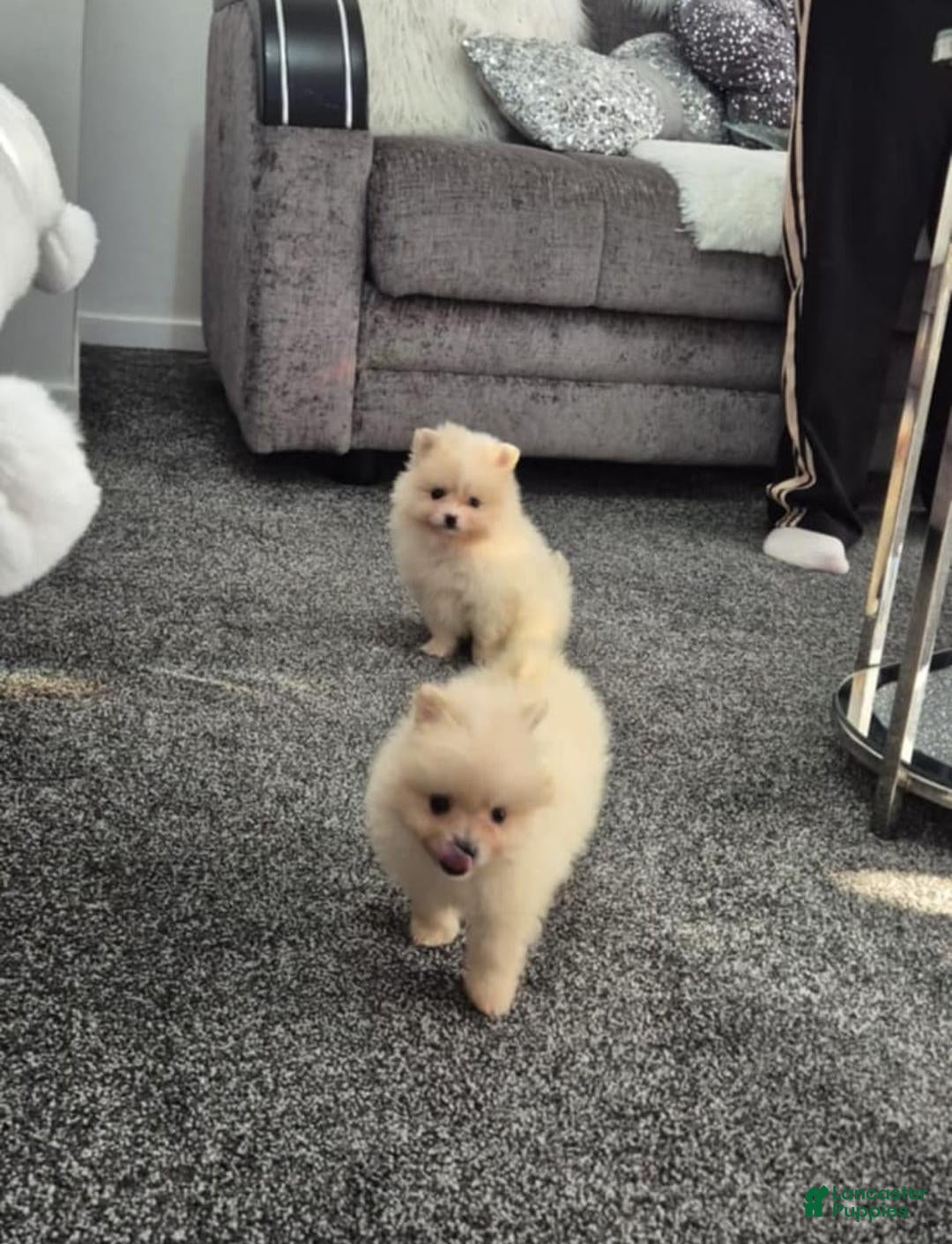 Pomeranian dogs for sale: James - Ad 20