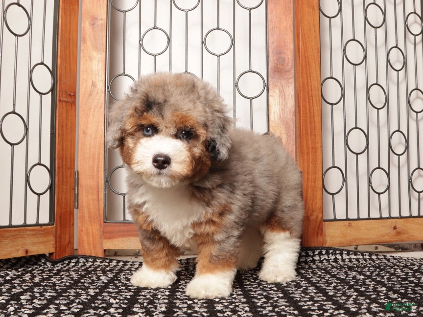 Mini Aussiedoodle dogs Buddy - Spunk F1B Mini Aussie Doodle  - Ad 2