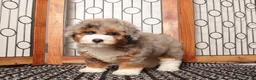 Mini Aussiedoodle dogs for sale: Buddy - Spunk F1B Mini Aussie Doodle  - Ad 3