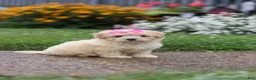 Mixed Breed dogs for sale: Brianna - Ad 6