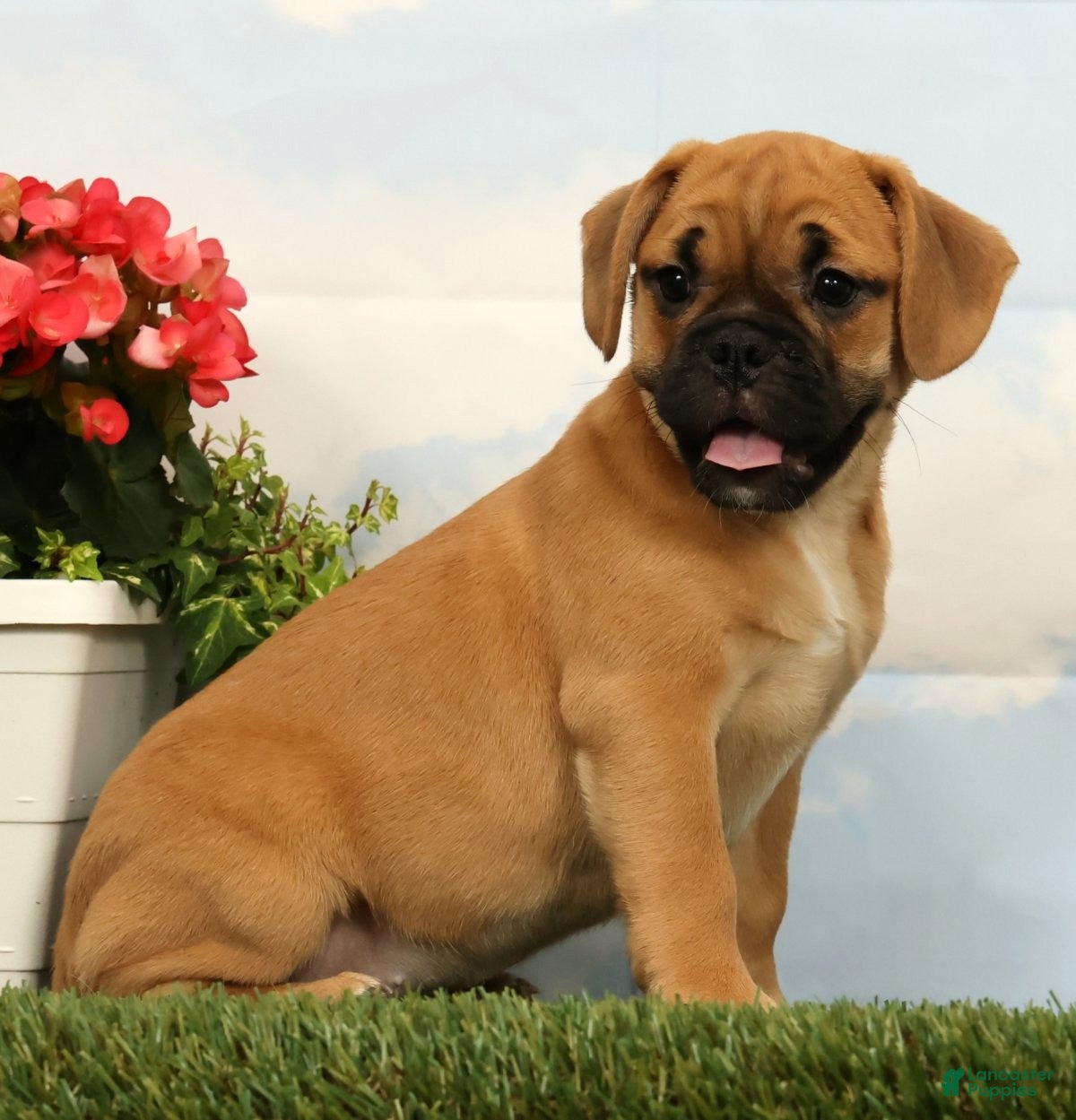 Mixed Breed dogs Laurel - Ad 2