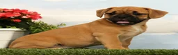 Mixed Breed dogs for sale: Laurel - Ad 2