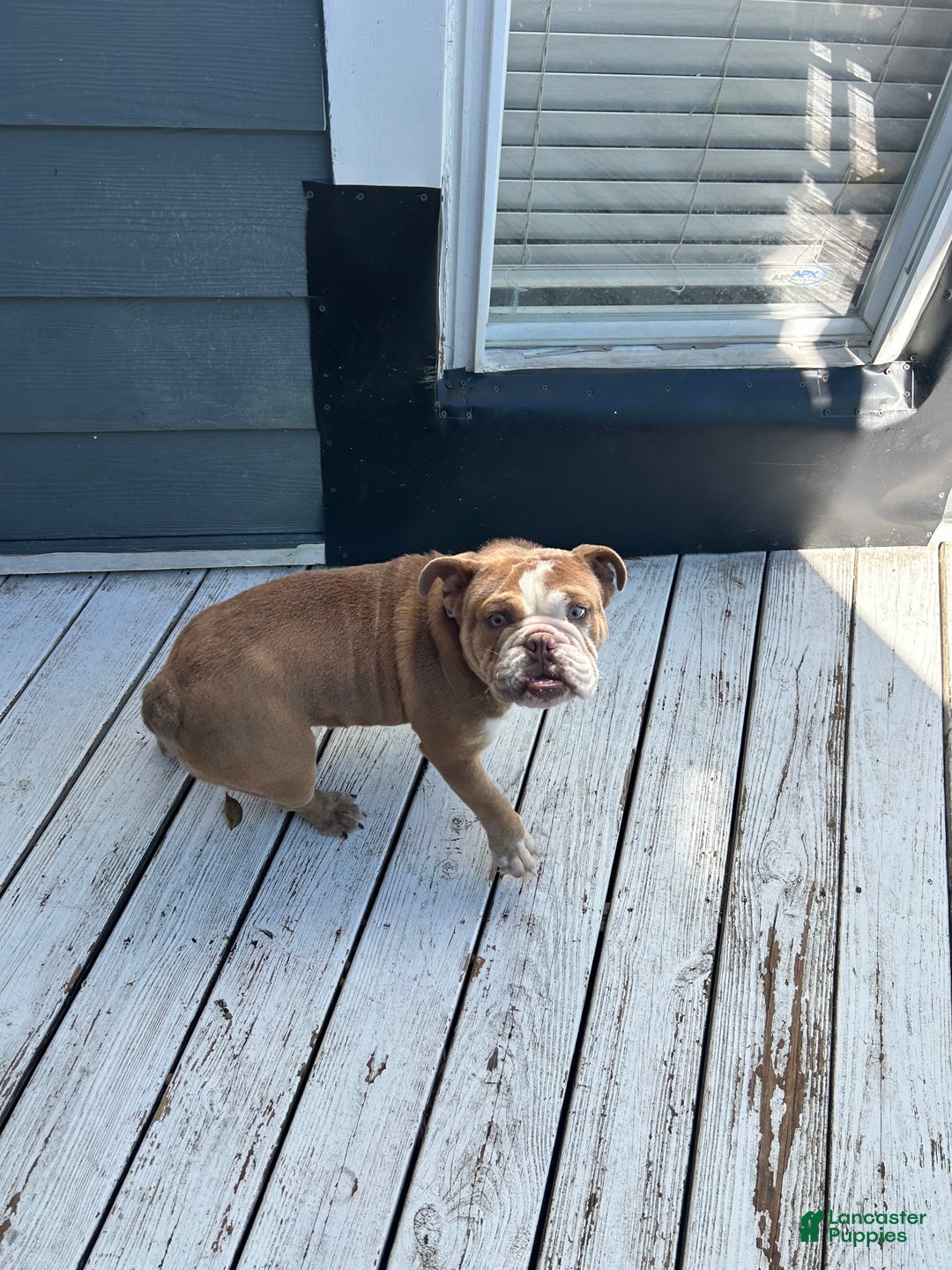 English Bulldog dogs for sale: Gucci  - Ad 2
