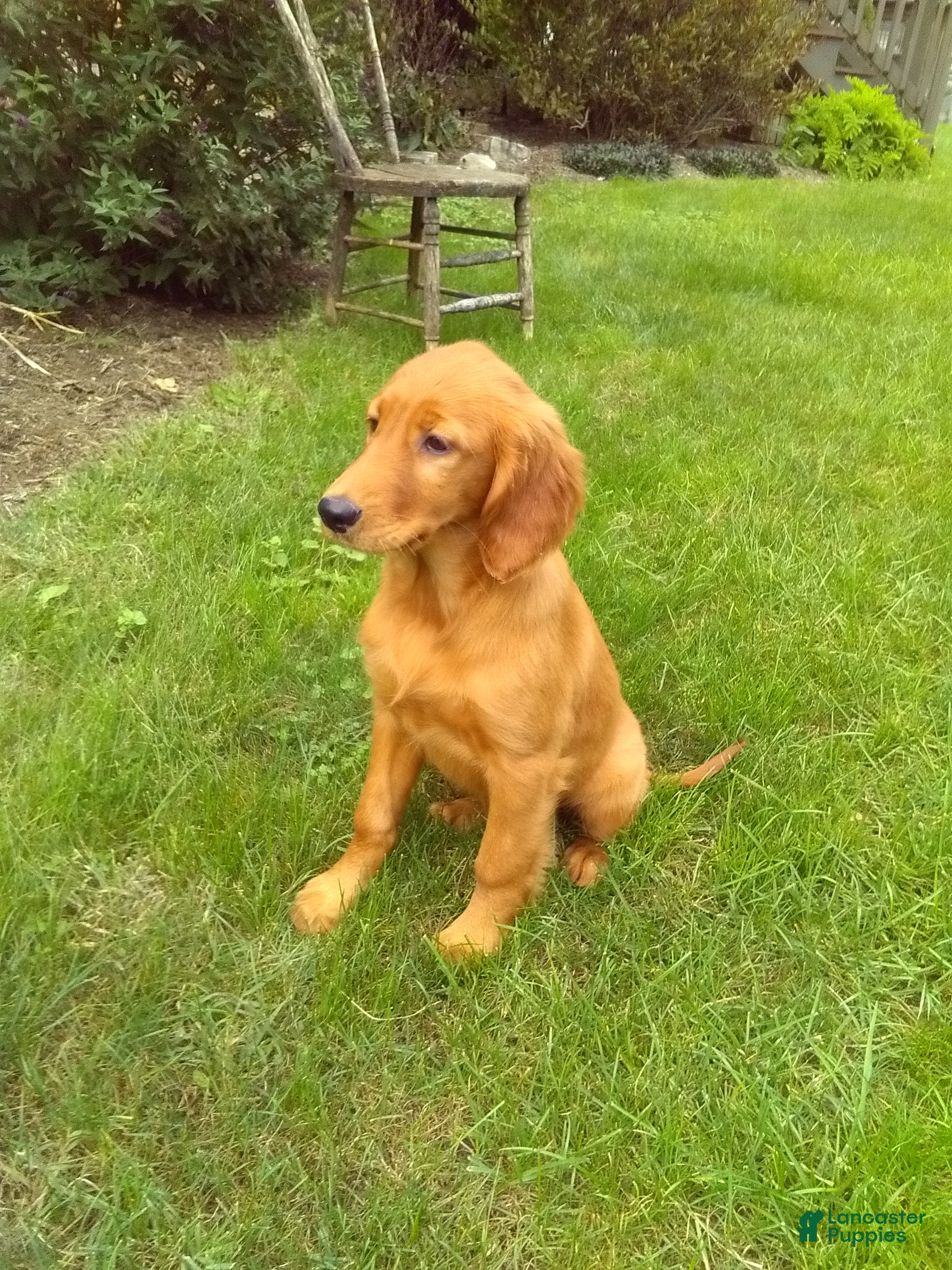 Golden Retriever dogs Wynn - Ad 2