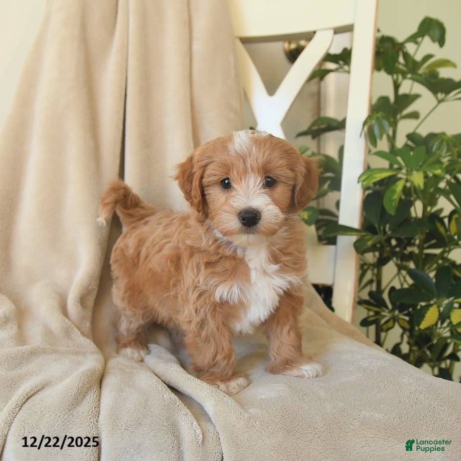 Havapoo dogs Liam - Ad 29