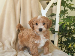 Havapoo dogs Liam - Ad 29