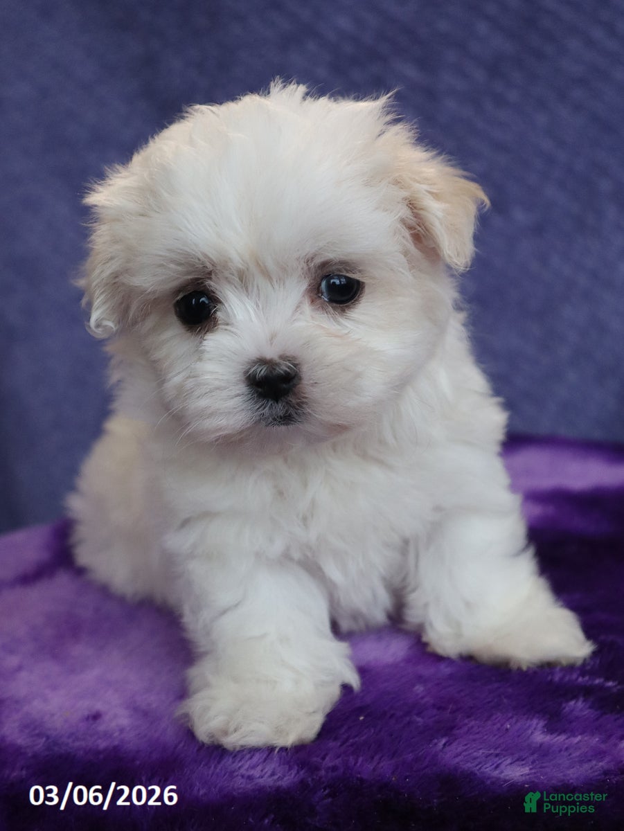 Maltese dogs Mason - Ad 1