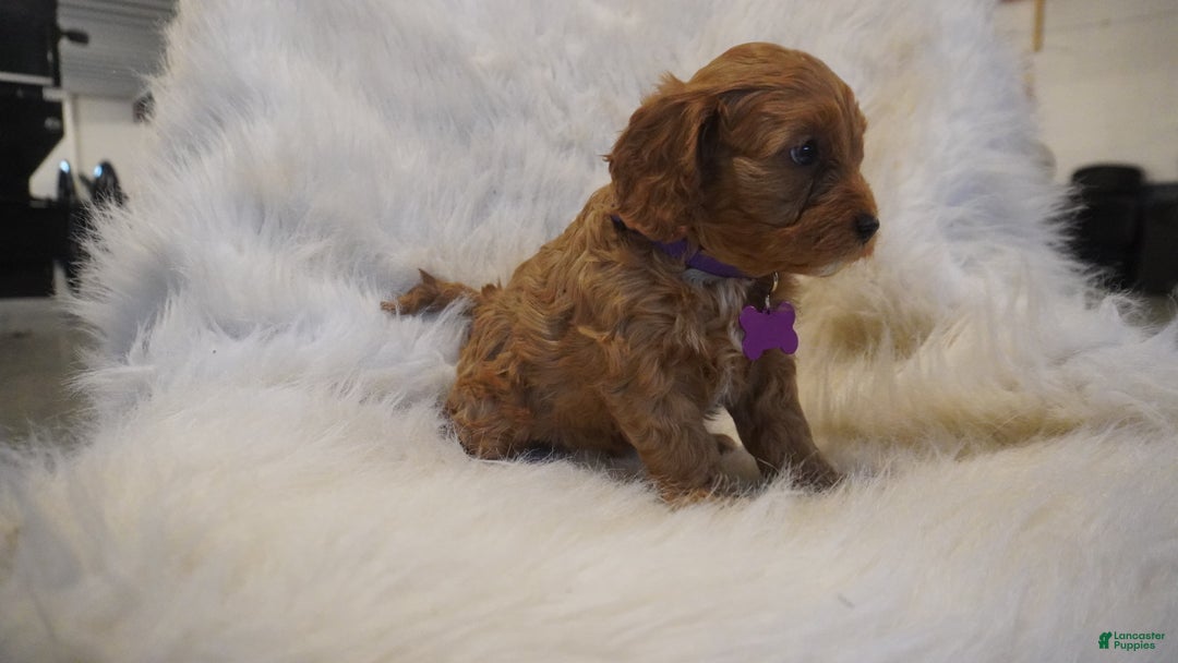 Cavapoo dogs for sale: Pluto  - Ad 8