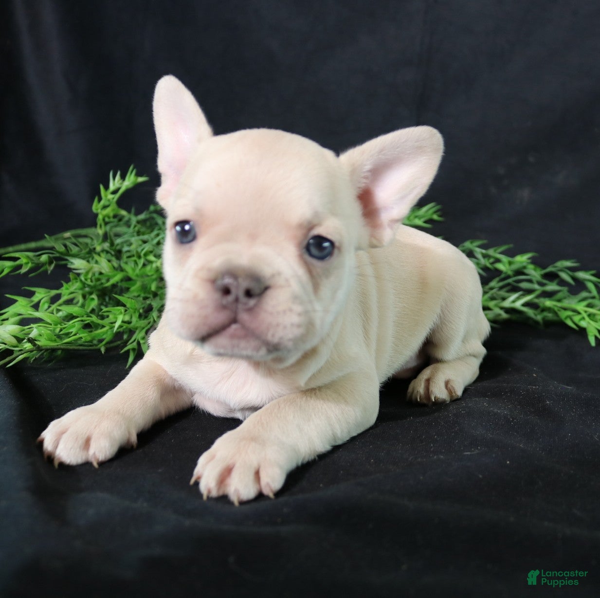 French Bulldog dogs Lenny - Ad 2