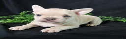 French Bulldog dogs for sale: Lenny - Ad 2