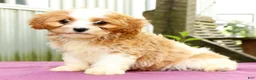 Cavapoo dogs for sale: Rex - Ad 6
