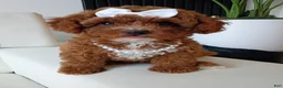 Toy Poodle dogs for sale: Cupcake Red Toy Poodle  - Ad 2