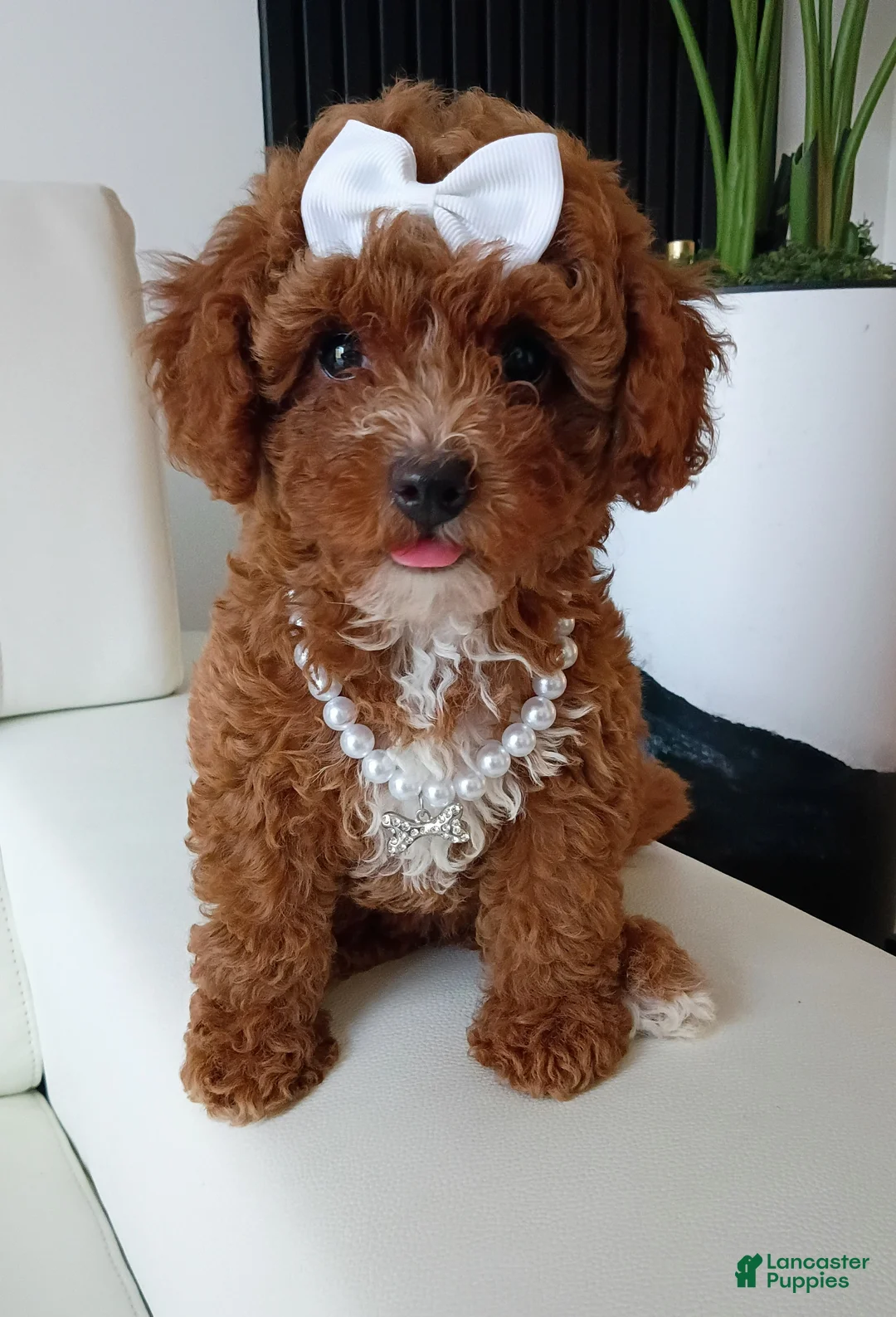 Toy Poodle dogs for sale: Cupcake Red Toy Poodle  - Ad 2