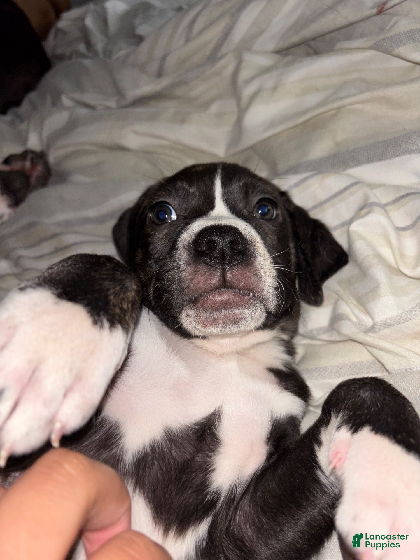 Mixed Breed dogs for sale: Mixed Breed 10 - Ad 4