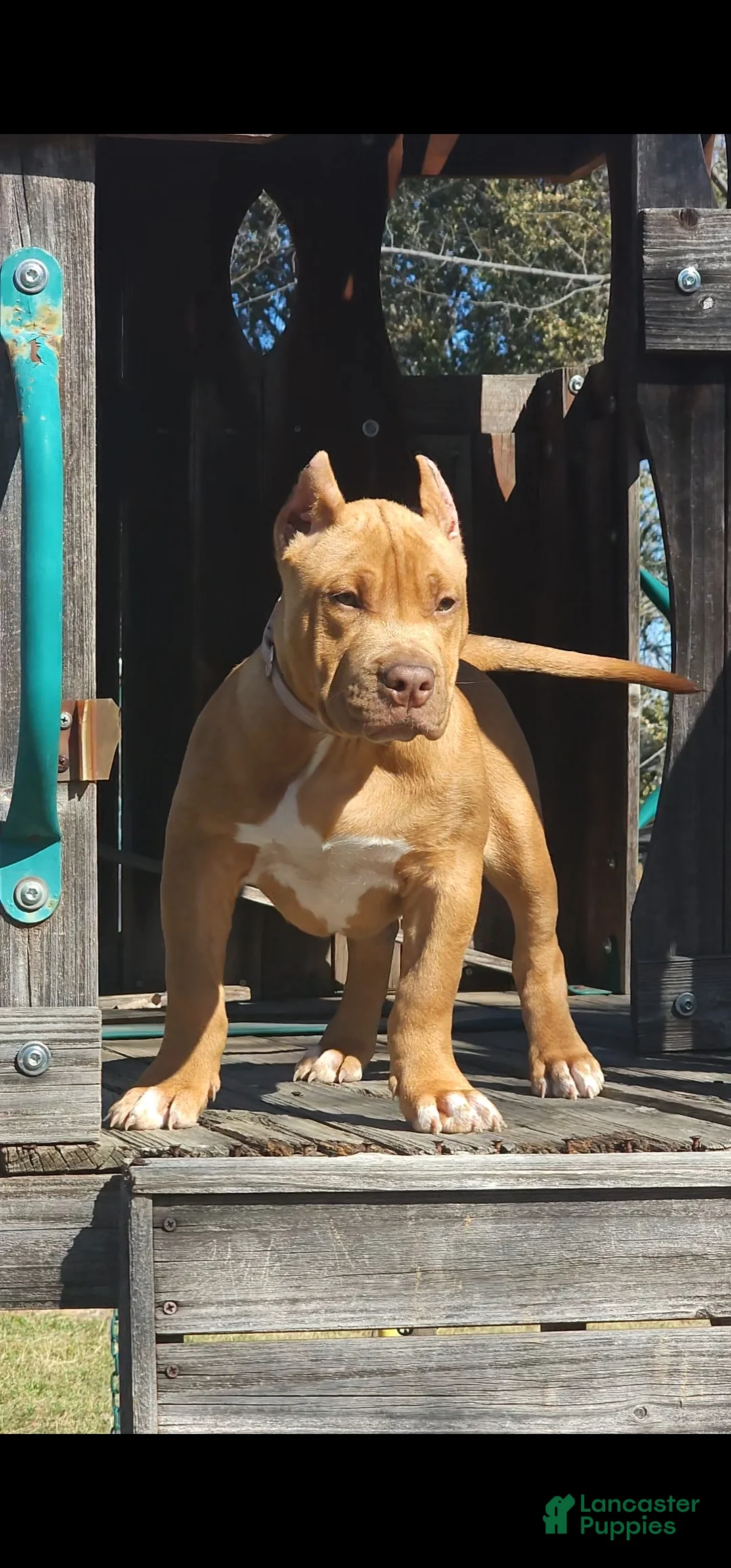 American Bully dogs for sale: American Bully Puppy 1 - Ad 10