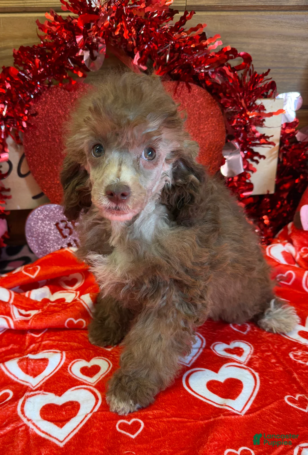 Toy Poodle dogs for sale: Boots - Ad 2
