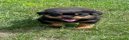 Rottweiler dogs for sale: Rottweiler 1 - Ad 5