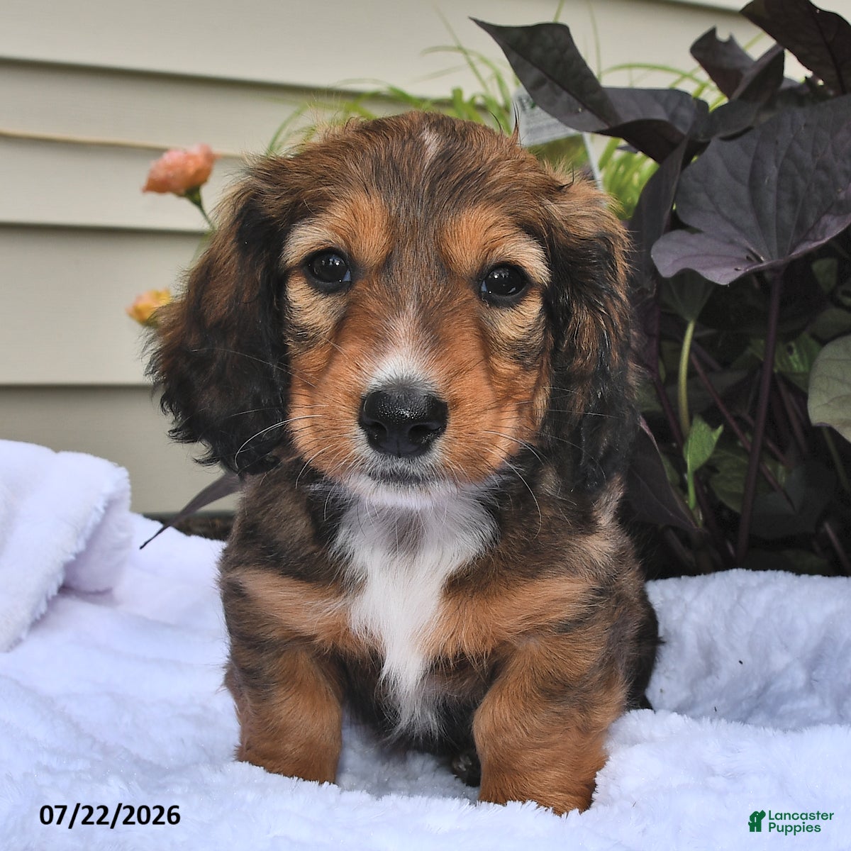 Miniature Dachshund dogs for sale: Snickers - Ad 2
