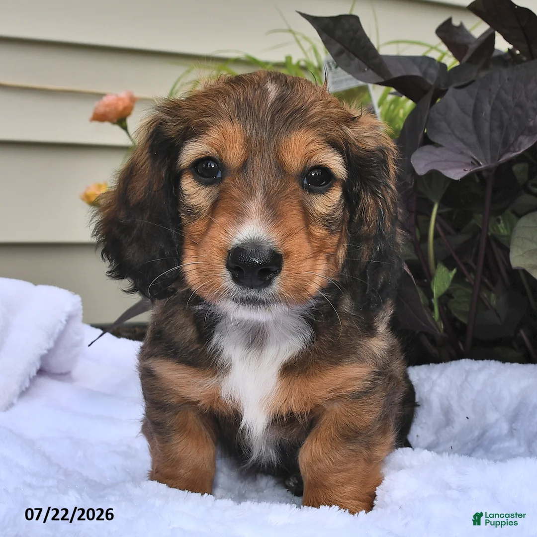 Miniature Dachshund dogs for sale: Snickers - Ad 1