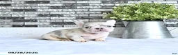 French Bulldog dogs for sale: Lettie - Ad 3
