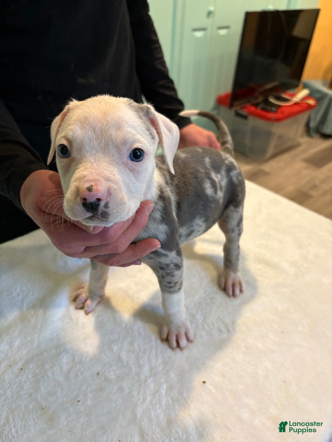 American Bully dogs for sale:  Puppy 1 - Ad 1