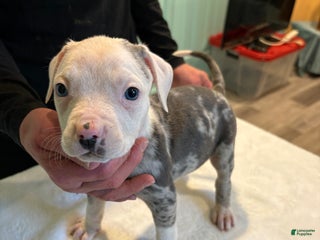 American Bully dogs Puppy 1 - Ad 39