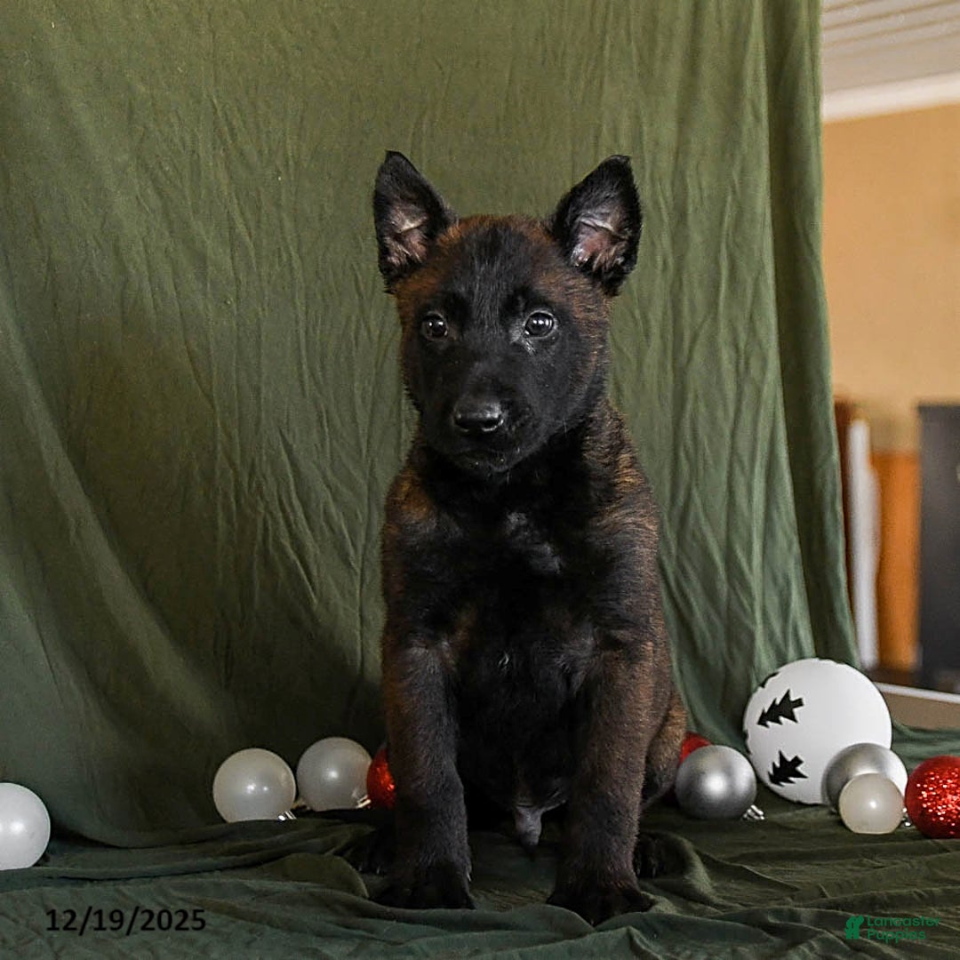 Belgian Malinois dogs for sale: Oscar - Ad 3