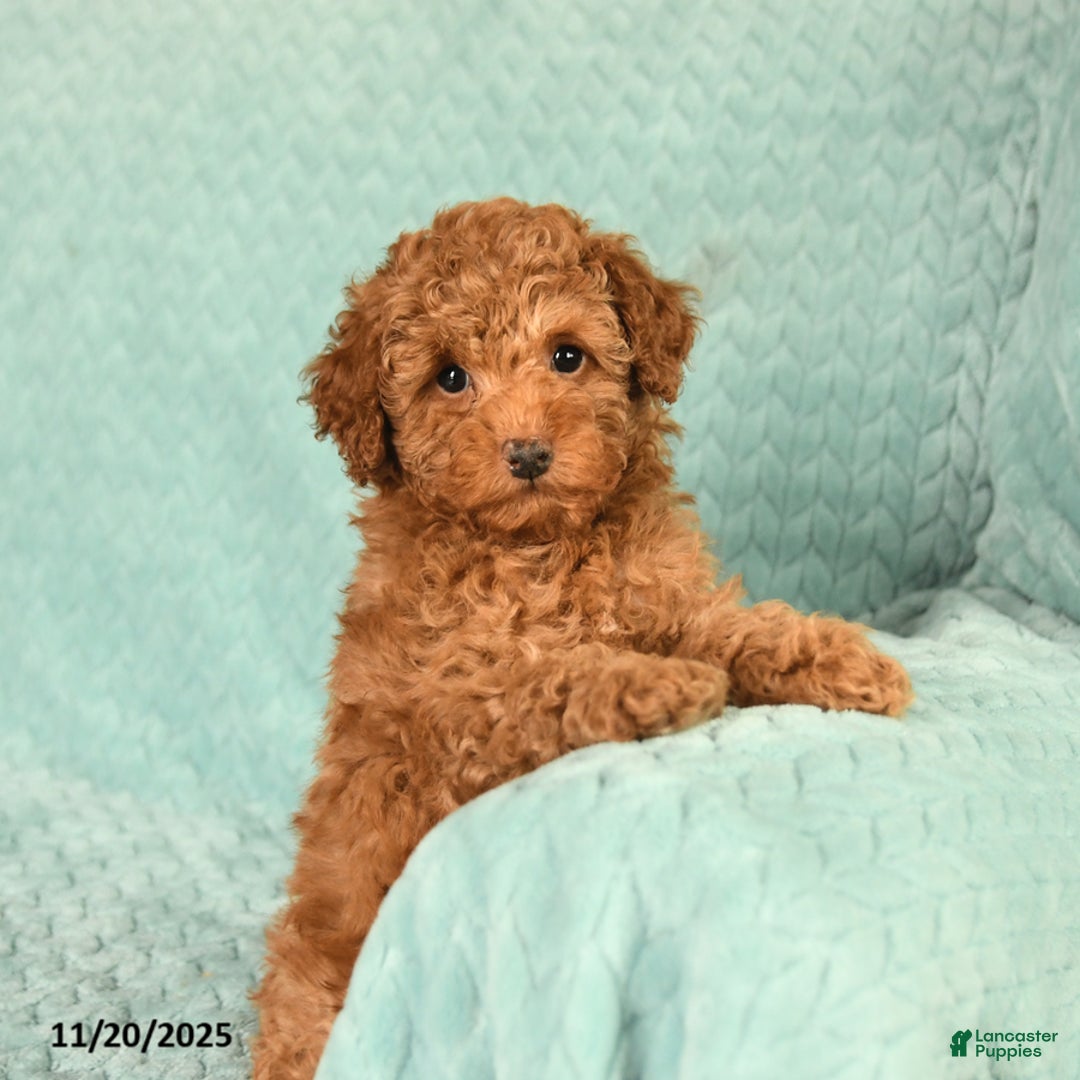 Toy Poodle dogs for sale: Rose  - Ad 4