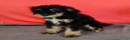 Mini Bernedoodle dogs for sale: Phantom - Ad 4