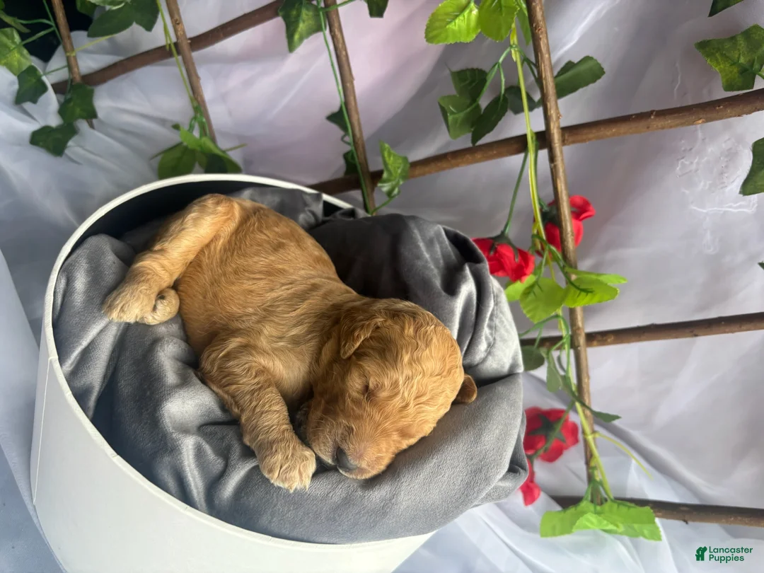 Standard Poodle dogs for sale: Belle - Ad 2