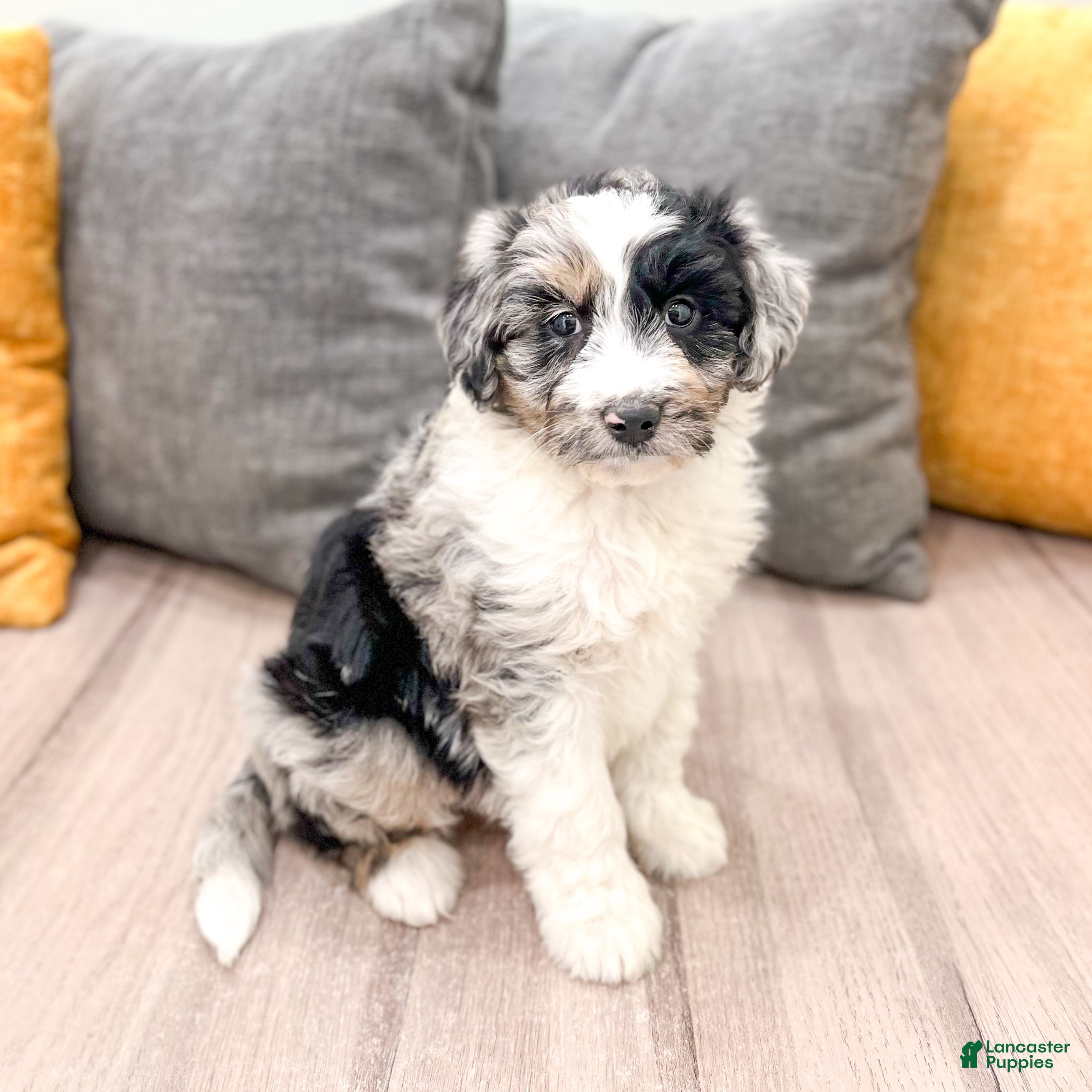 Aussiedoodle dogs Spice - Ad 1