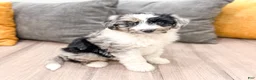 Aussiedoodle dogs for sale: Spice - Ad 3