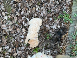 Mini Goldendoodle dogs - Ad 17