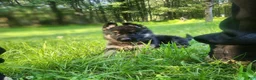 German Shepherd dogs for sale: UMI - Ad 10