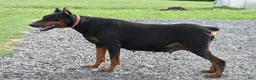 Doberman Pinscher dogs for sale: Gordy - Ad 3