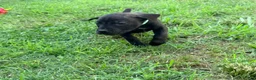 Cane Corso dogs for sale: Ketch AKC orange/teal collar - Ad 6