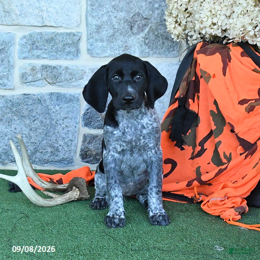 German Shorthaired Pointer dogs Rose  - Ad 2