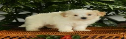 Maltipoo dogs for sale: Pete - Ad 2