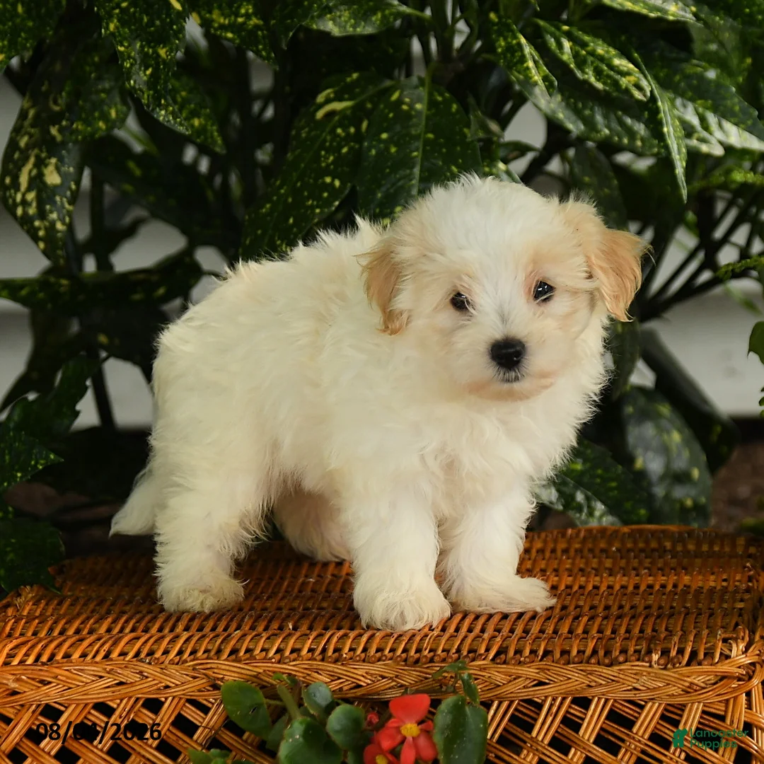 Maltipoo dogs for sale: Pete - Ad 2