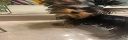 Yorkshire Terrier dogs for sale: Yorkshire Terrier 1 - Ad 3