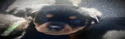 Rottweiler dogs for sale: Poseidon - Ad 32