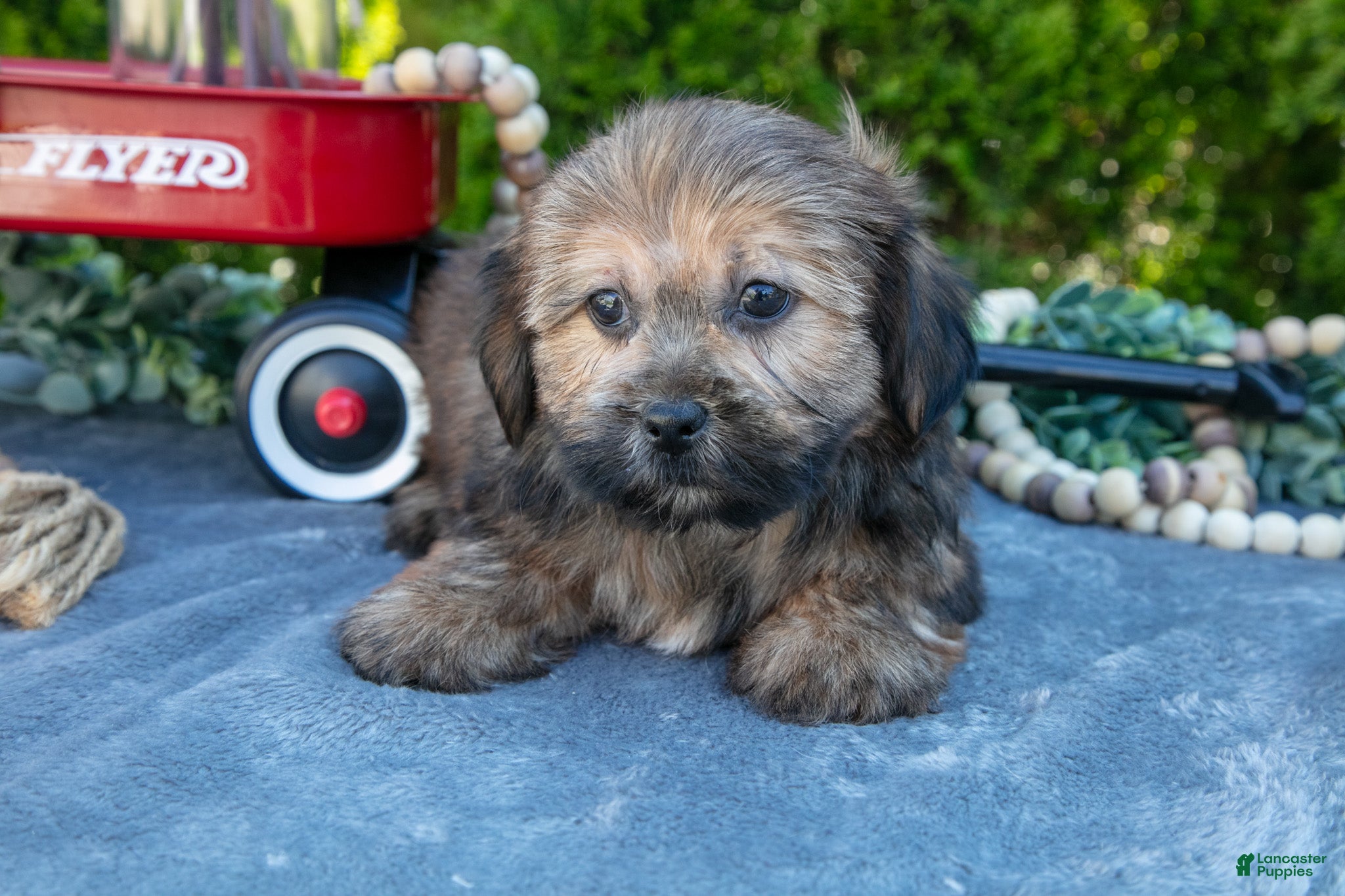 Shorkie dogs Blink - Ad 1