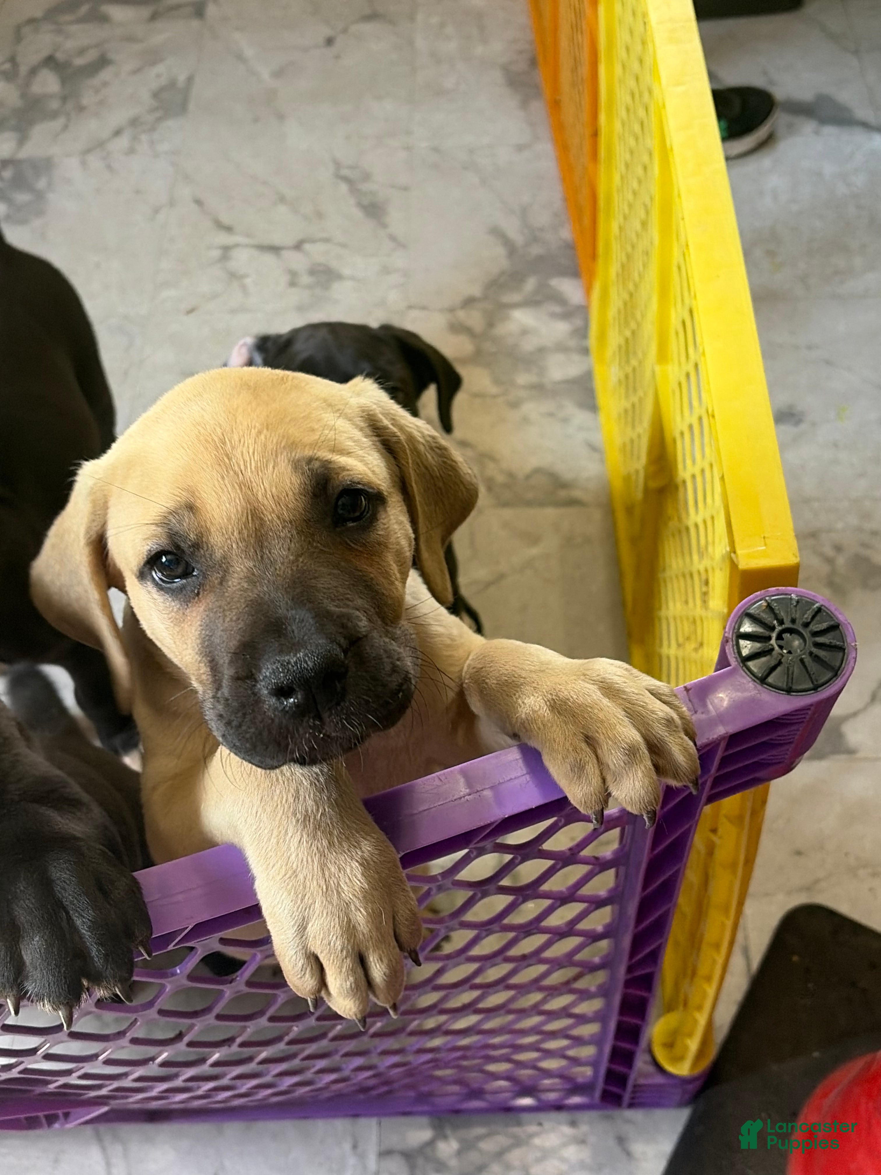 Cane Corso dogs Cane Corso 3 - Ad 18